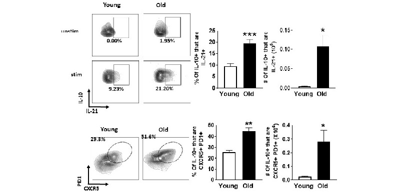 Tfh-10-figure-8x4-1.jpg New Concept for Boosting Flu Vaccine Power Also Might Apply to Future COVID-19 Vaccines