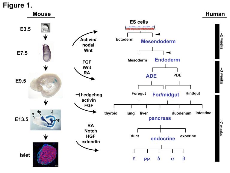 The lineage of the developing pancreas in vivo and in ES cultures.