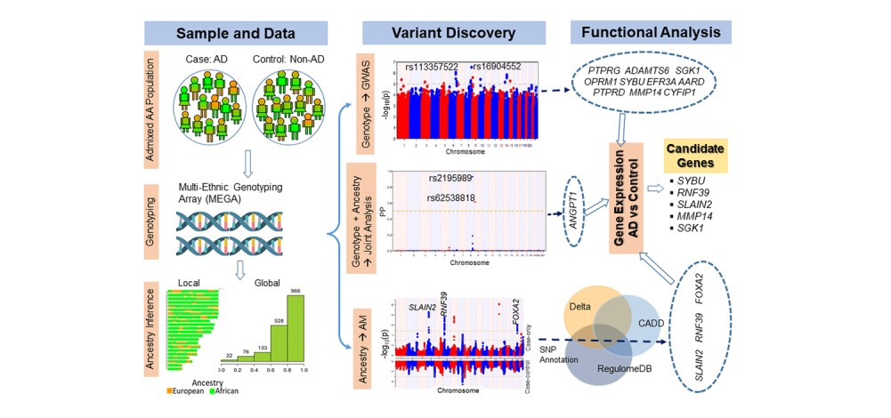 Mersha-graphic-abstract-THUMB.jpg Study Uncovers 2 Gene Loci Linked to African Ancestry and Eczema Risk
