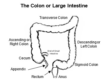 A diagram of the colon. 