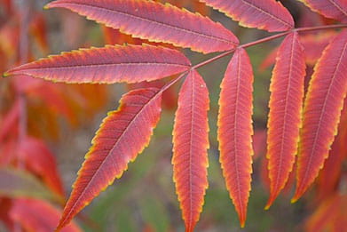 Poison sumac.