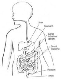 Transnasal Endoscopy Drawn illustration