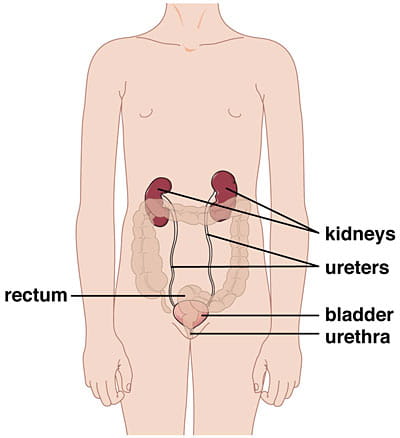 Urinary tract infection (UTI) in women