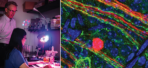 An image showing light-sensitive opsin proteins.