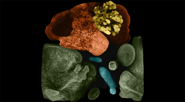 A confocal microscopic image reveals a connected set of human organoids.