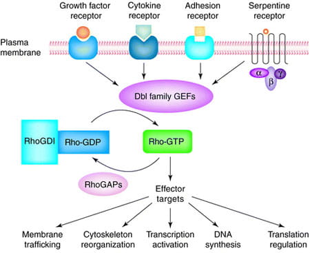 Signaling And Drug Discovery Program | Experimental Hematology And ...