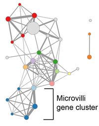 Microvilli-network-graphic