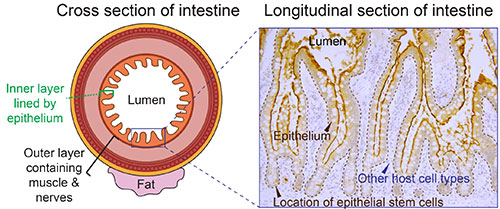 Projects_Epithelium-Intro