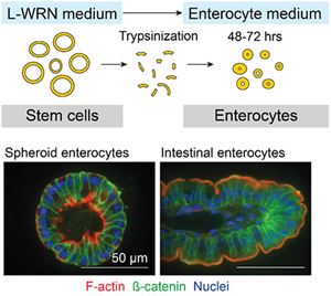 Spheroid-culture-graphic