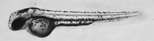 Model Organisms - zebrafish image.