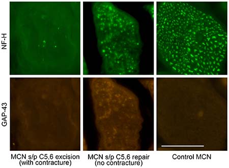 Cornwall-visual2-figure2-450