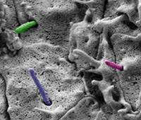 Scanning electron microscopy of primary cilia extending from the ventral neuroectoderm. Primary cilia are pseudo colored for emphasis.