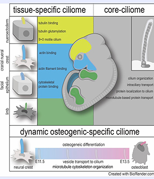 Ciliary transcriptome searchable database