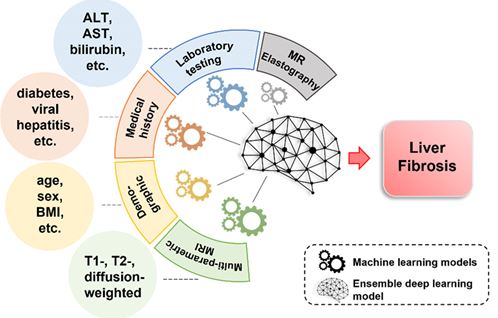 Liver Fibrosis Prediction