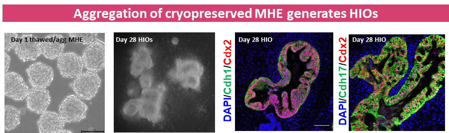 The aggregation of cryopreserved MHE generates HIOs.