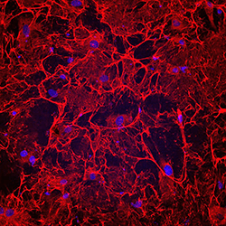 human heart cells under microscope