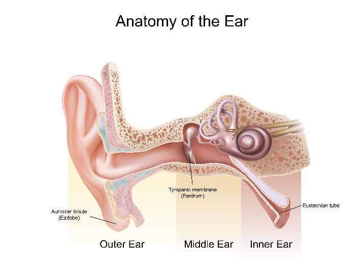 Ear Infection (Otitis Media): Symptoms, Causes & Treatment