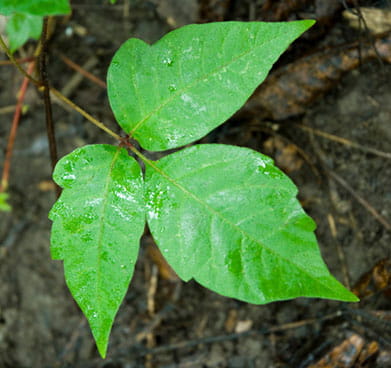 Poison Ivy, Oak & Sumac | Causes, Symptoms & Treatment