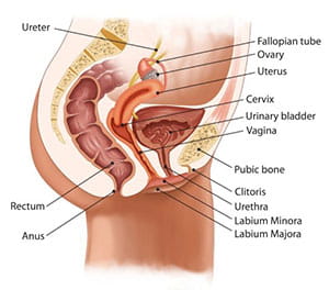Urinary bladder anatomy